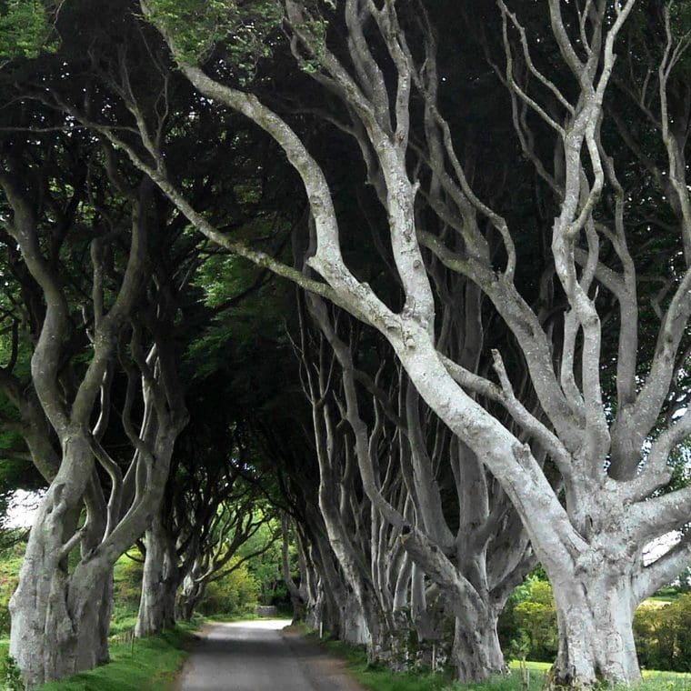 Dark Hedges Northern Ireland