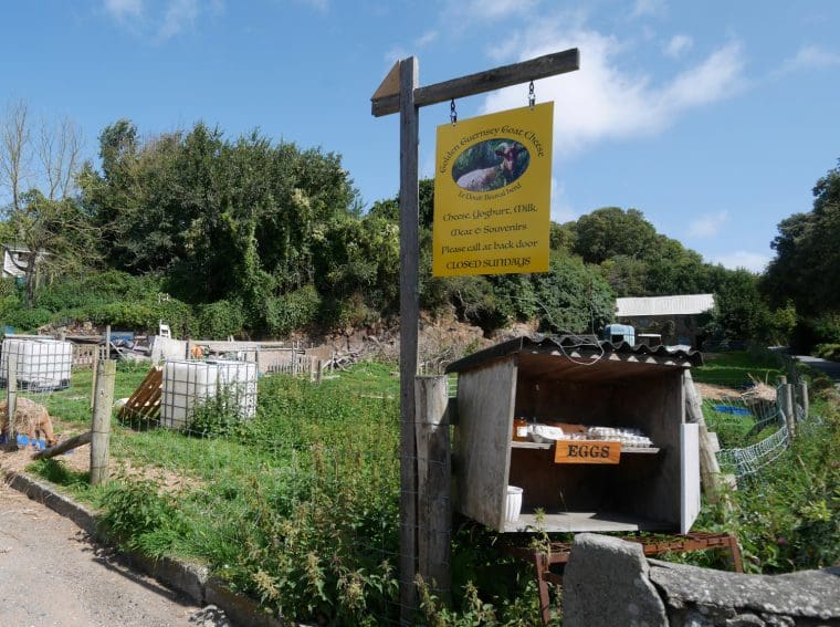 Golden Guernsey Goats and Hedge Veg Golden Guernsey Goats and Hedge Veg