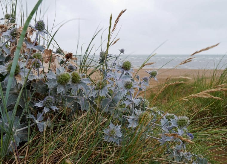 Sea Holly Old Hunstanton