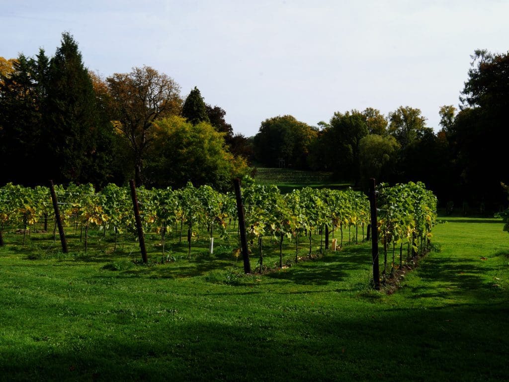 Belgium Wallonia Chateau de Bioul Vines Belgium Wallonia Chateau de Bioul Vines