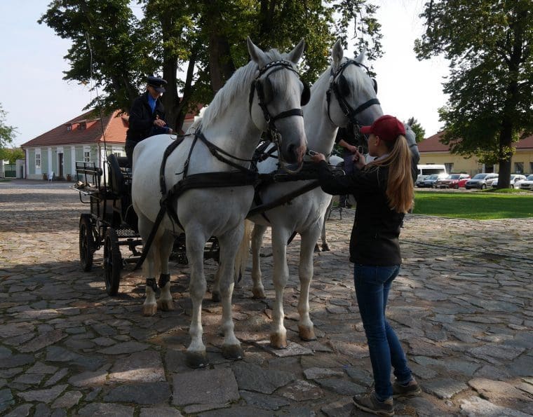 Carriage Kladruby Stud