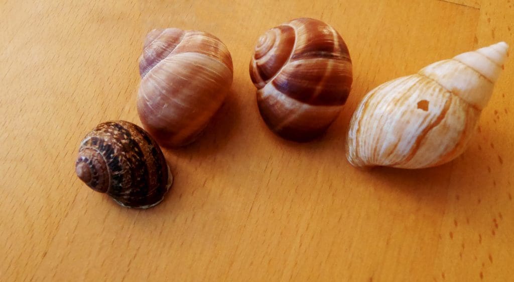 Different Snails - Petits Gris de Namur Wallonia