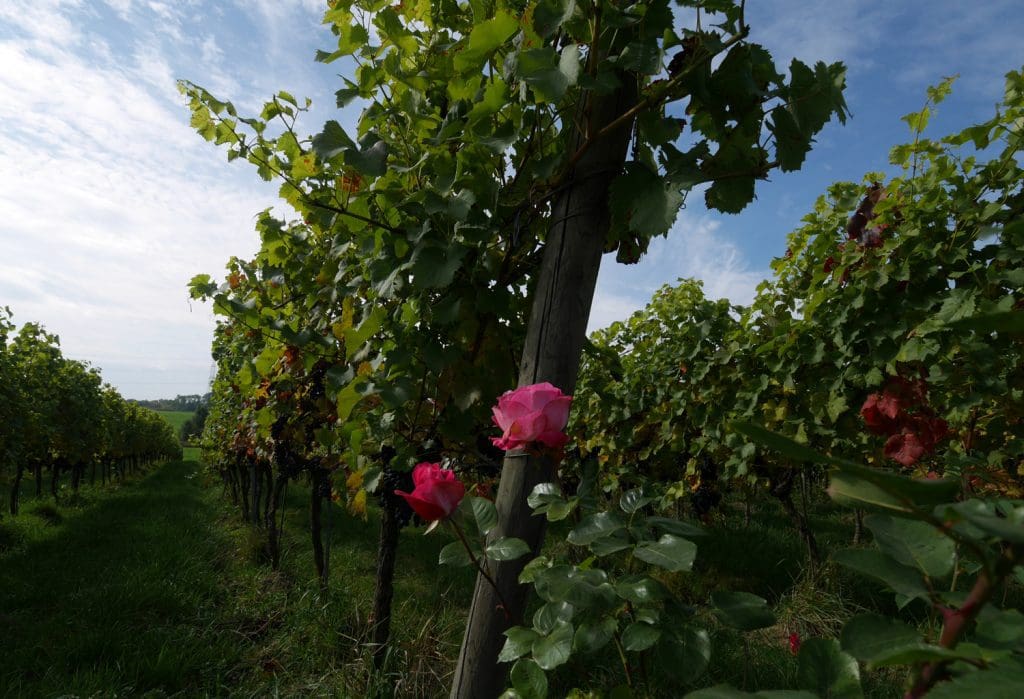 Domaine du Chenoy Wallonia Belgium Vines Domaine du Chenoy Wallonia Belgium Vines