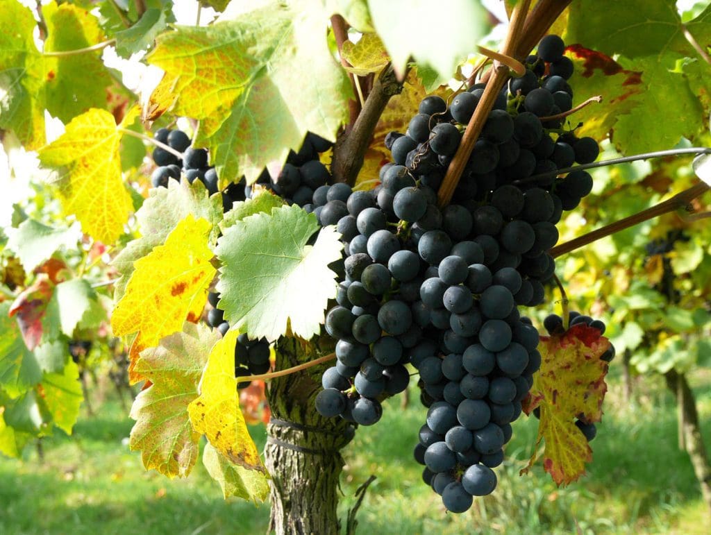 Domaine du Chenoy Wallonia Belgium grapes close up Domaine du Chenoy Wallonia Belgium grapes close up