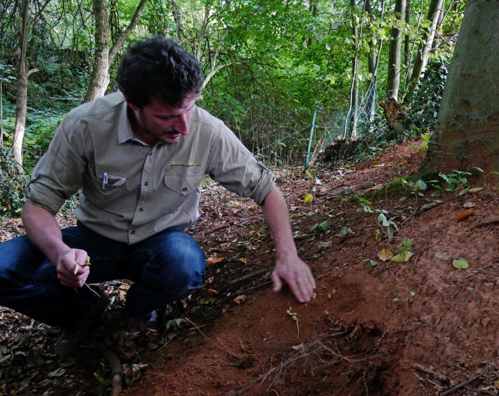 Foraging for Garlic roots