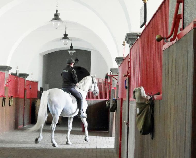 Horse at Kladruby 2