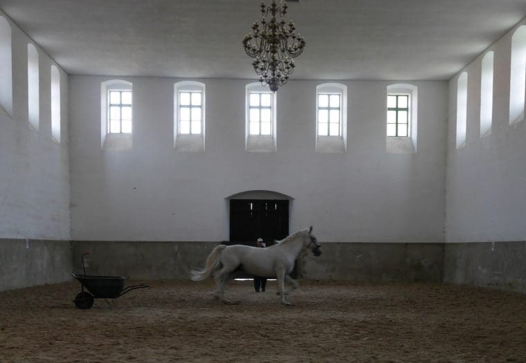 Horse at Kladruby