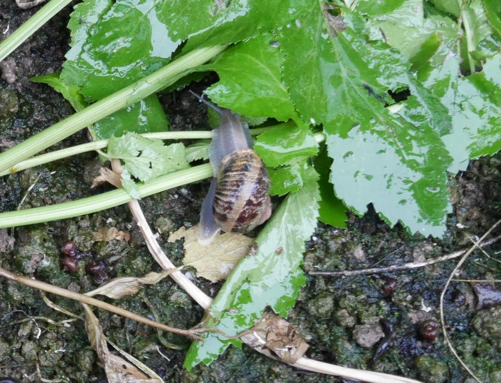 Petits Gris de Namur feeding