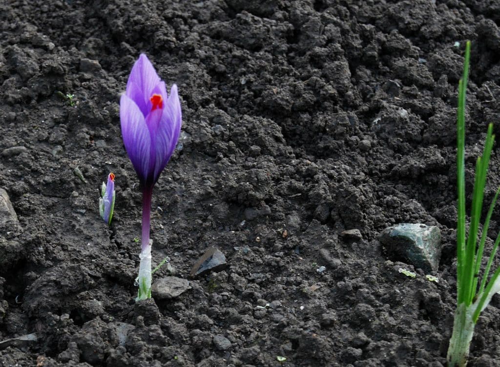 Saffron Crocus Wallonia