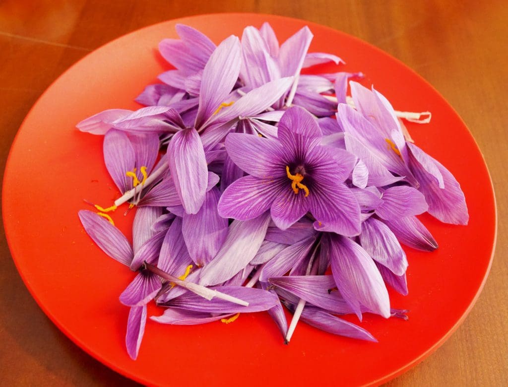Saffron - Wallonia 2