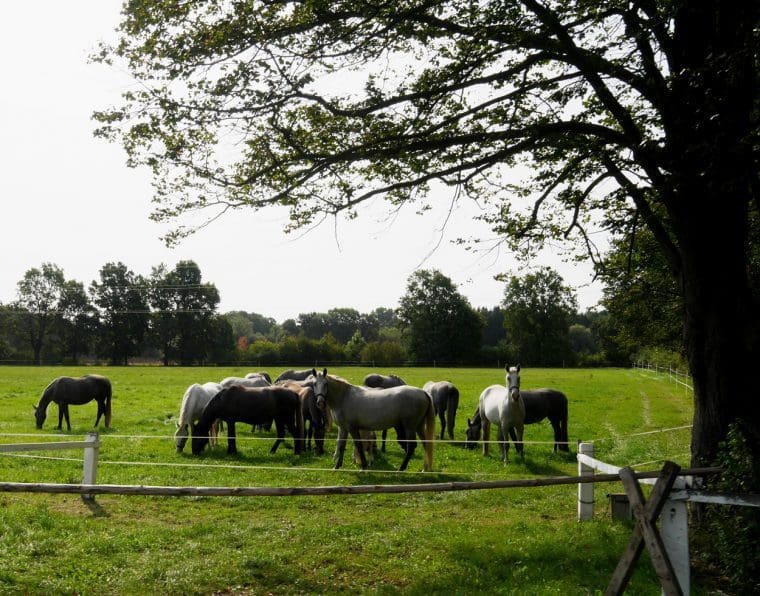 Young Kladruby Horses