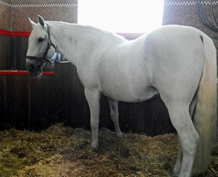 kladruby horse
