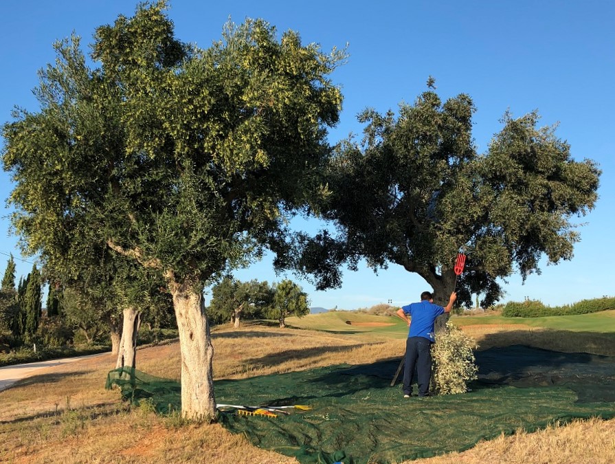Olive harvesting Costa Navarino Cultural Weekend Greece