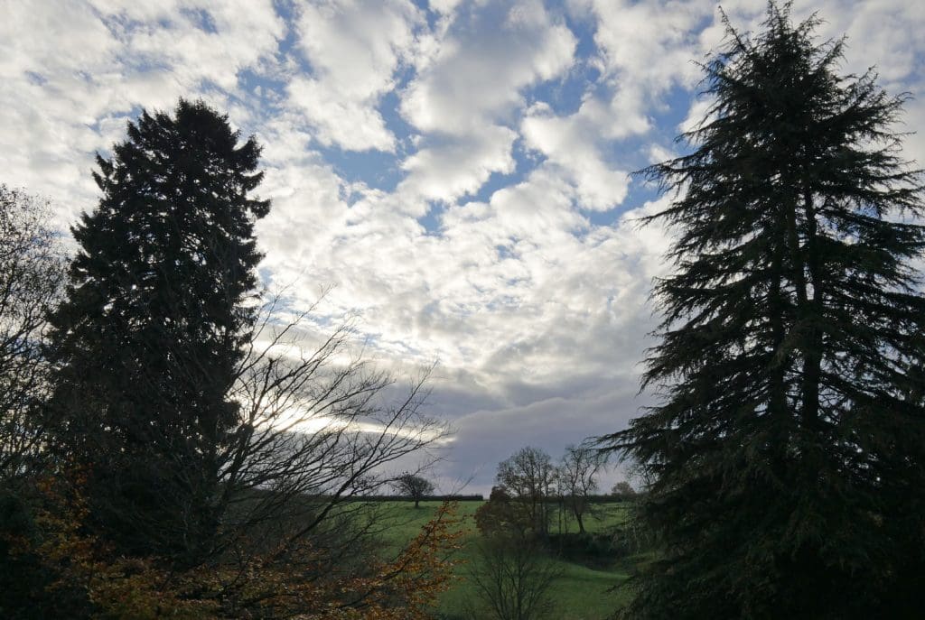 Tree and Sky Northcote Manor Tree and Sky Northcote Manor