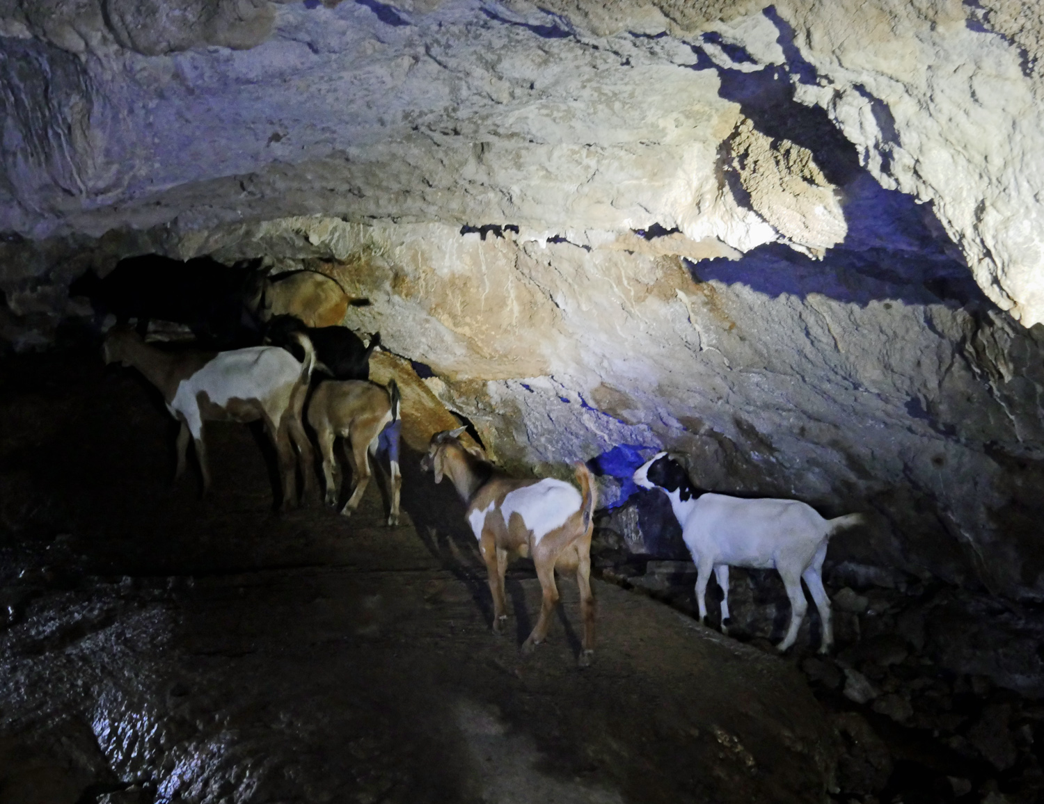 Goats Caverne Patate Rodrigues Goats Caverne Patate Rodrigues