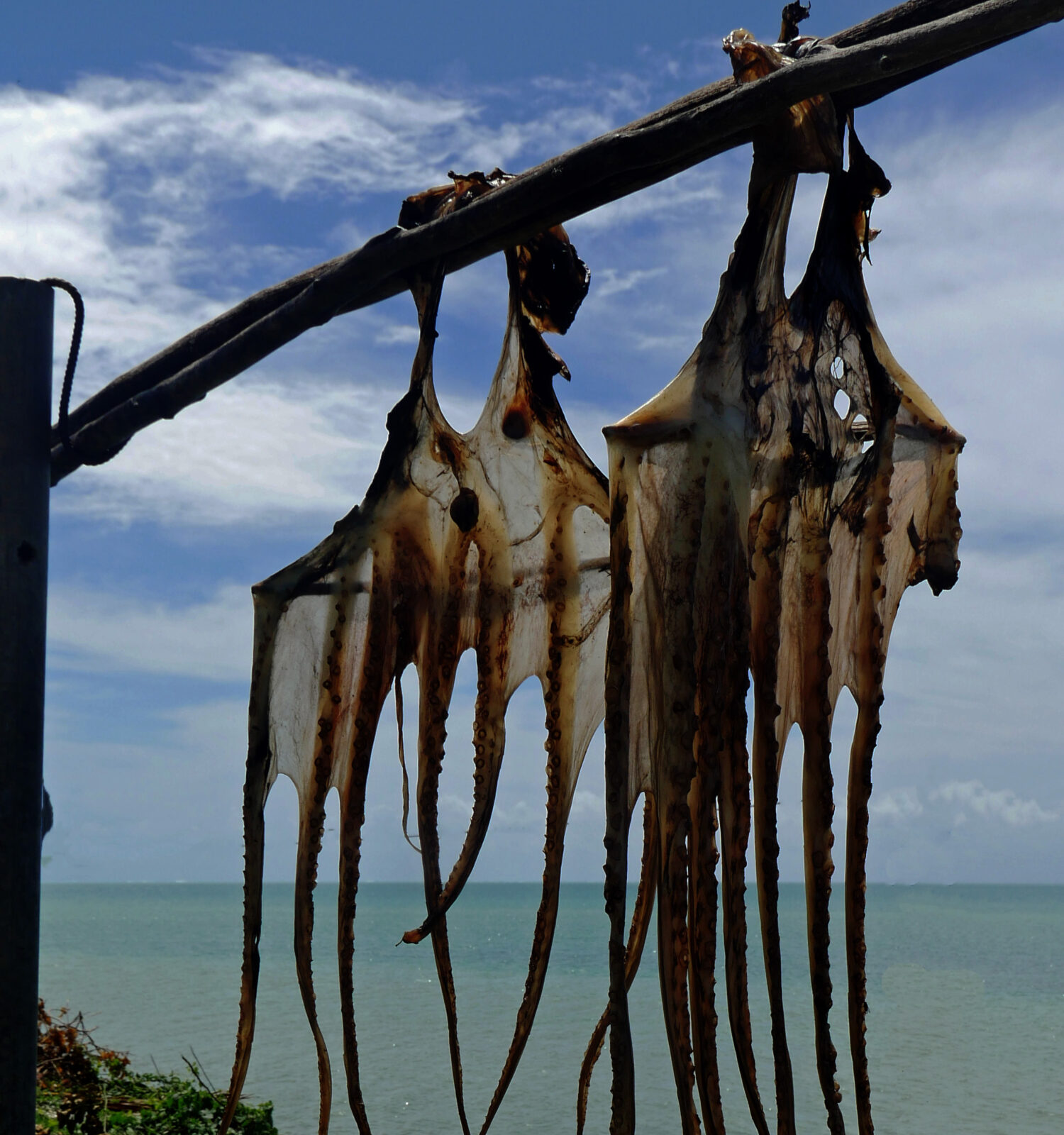 Rodrigues - Drying Octopus - Rodrigues Fishing Rodrigues - Drying Octopus - Rodrigues Fishing