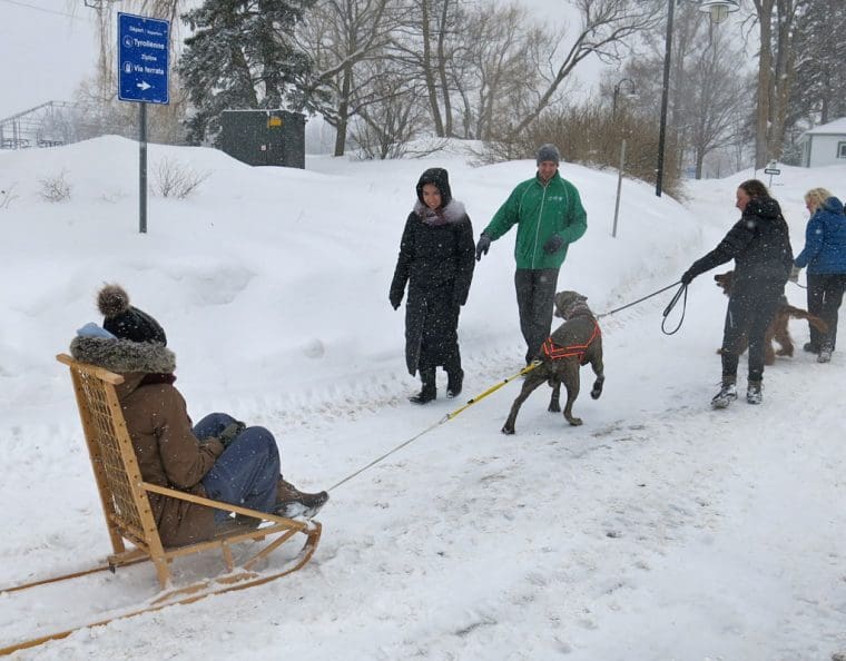 Dog_Sled_Montmorency_Falls