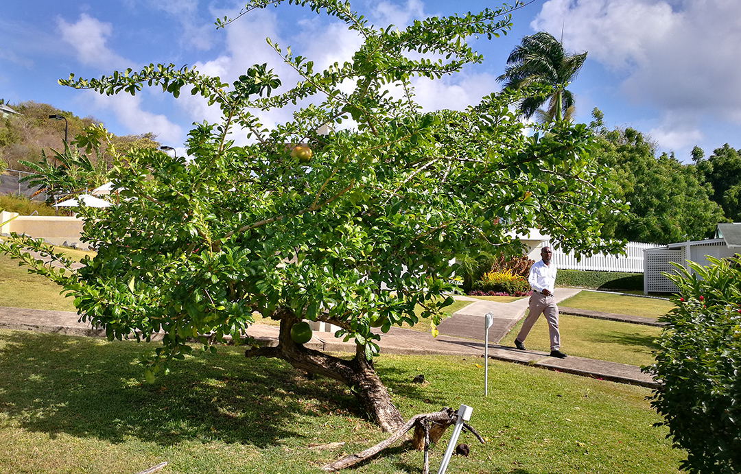 Calabash Luxury Boutique Hotel Grenada