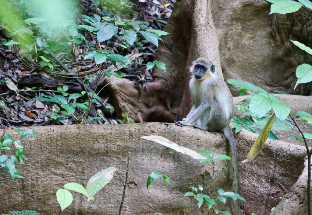 Green Monkey - Barbados