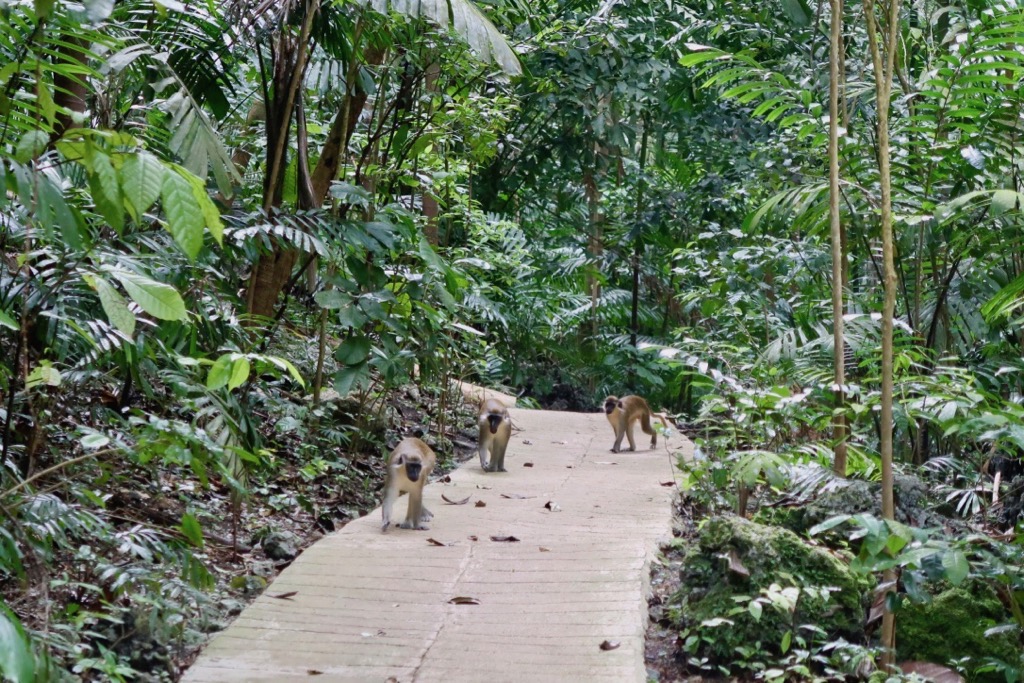 Green Monkeys Barbados