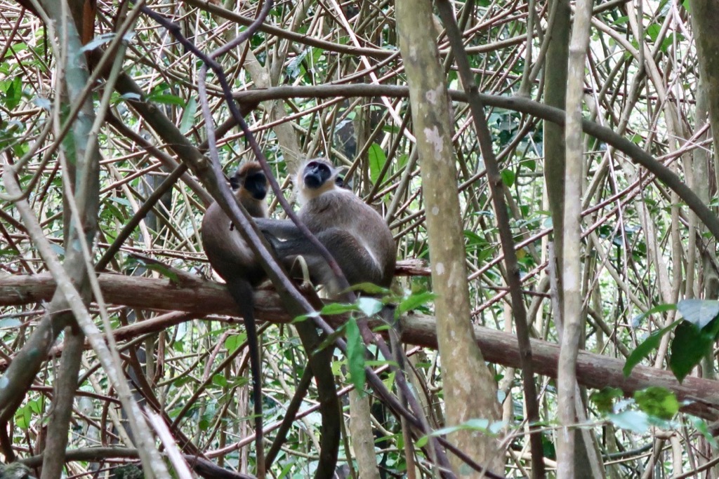 Monkey business Barbados