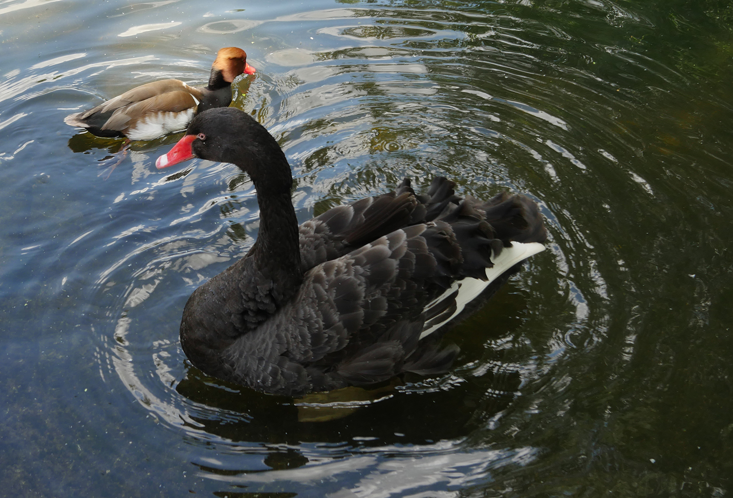 St James Park London Birds