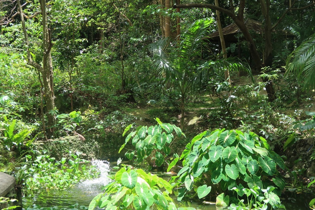 Welchman Hall Gully Barbados
