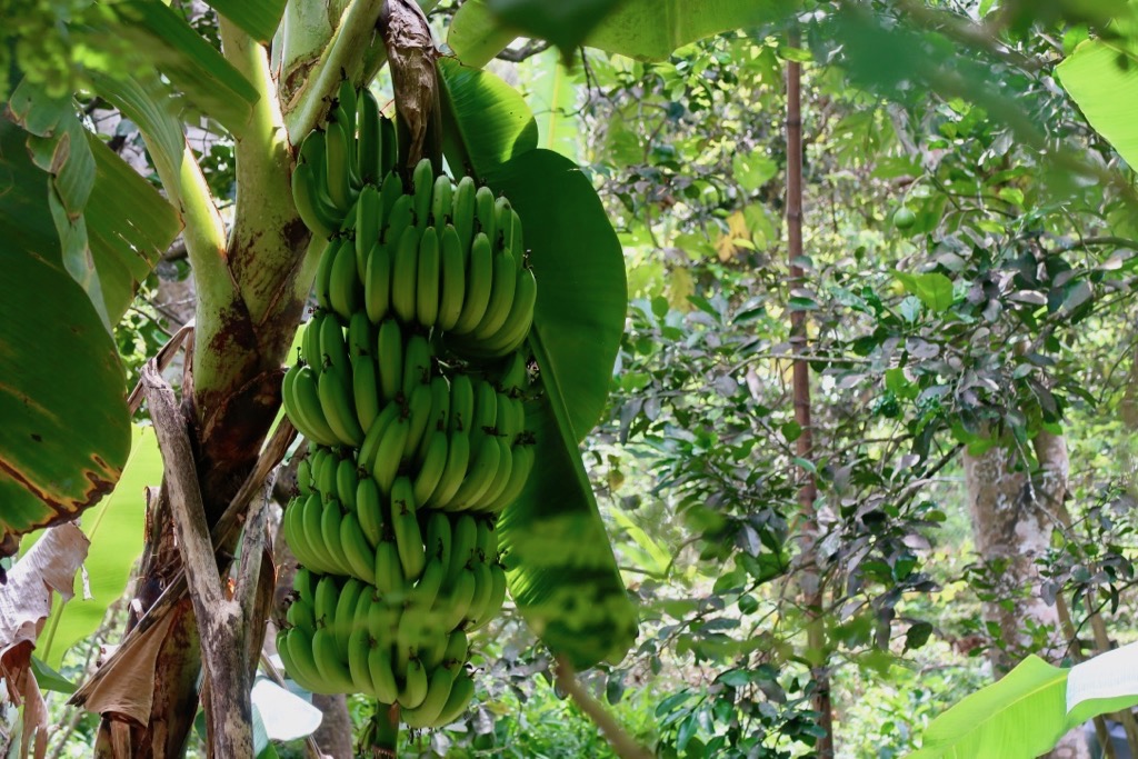 Welchman Hall Gully, Barbados - banana vines