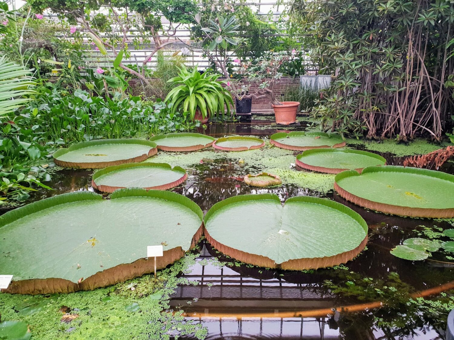 Hortus Botanicus, Leiden
