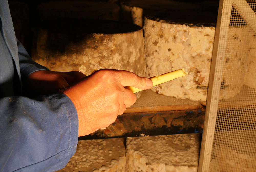 Cheese Sampling - Cheddar Gorge - artisan cheddar