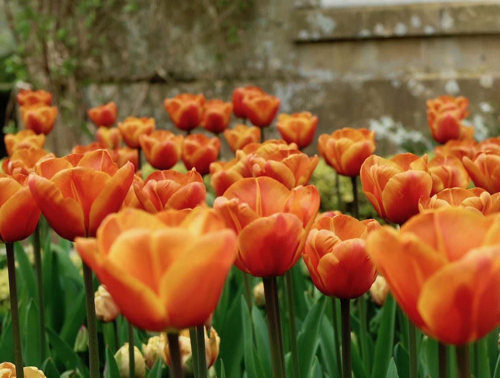 Hidcote Manor Gardens tulips