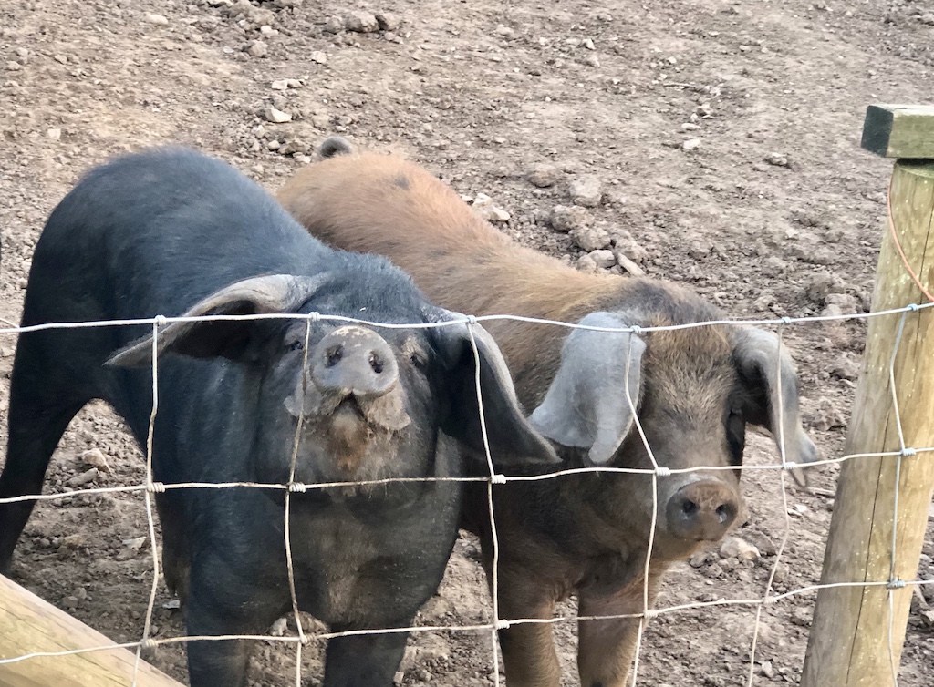The Devon Spotted Pigs - Wild Oak farm