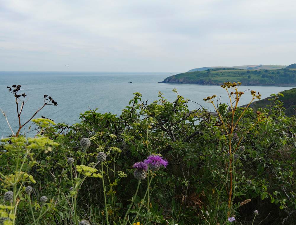 Berry Head Devon
