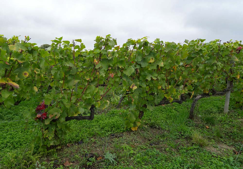 Cordon Royat at Clos St Hilaire Billecart Salmon