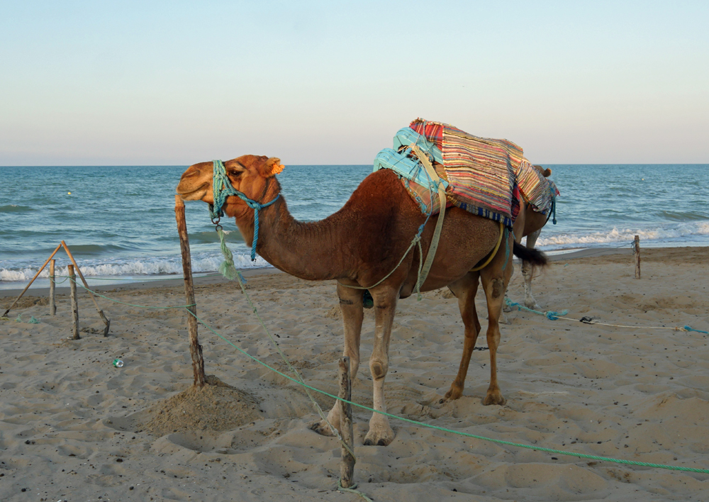 Beach Camel - Tunis