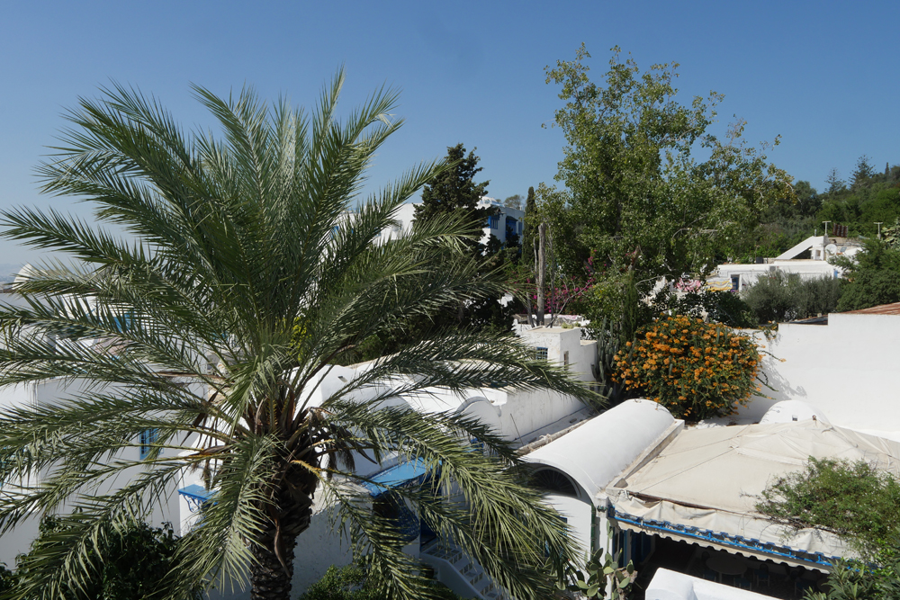 sidi bou said roof and palm - dar el-Annabi