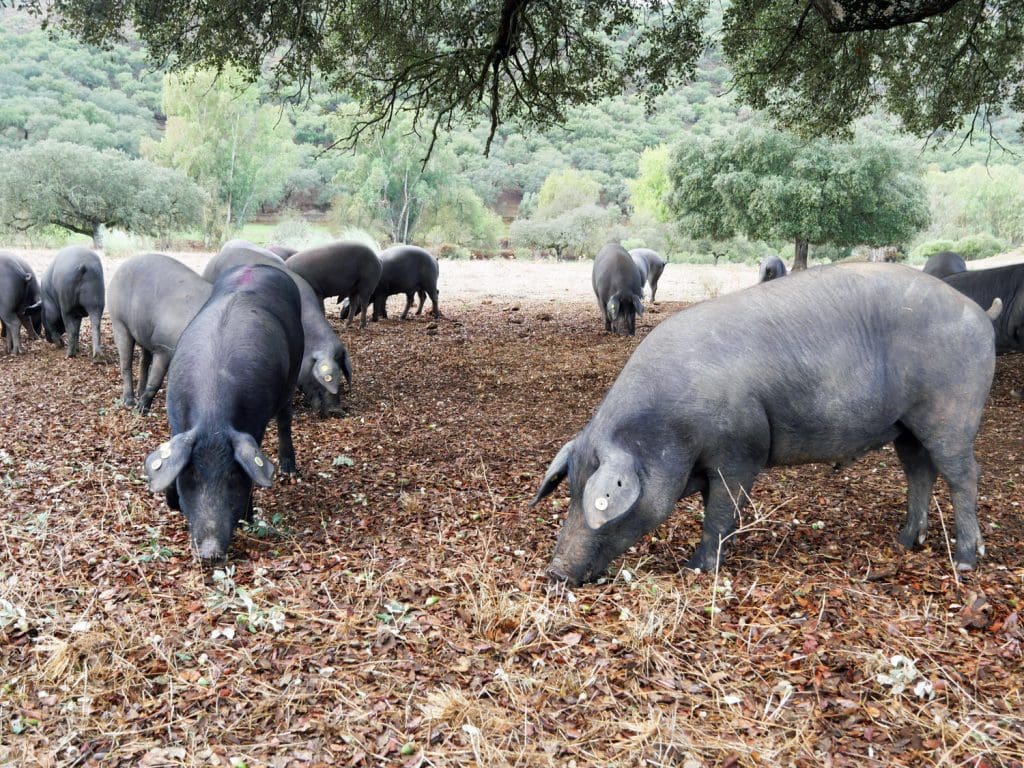 Black Pigs in the Dehesa