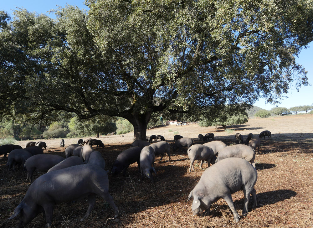 Dehesa - Black pigs in the sun