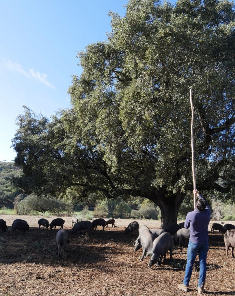 harvesting Acorns in the Dehesa