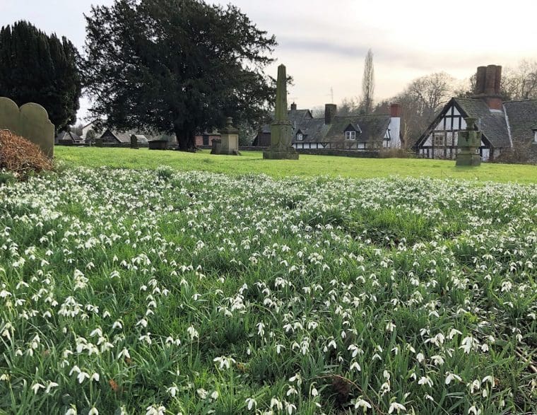 Snowdrops in the churchyard at Berriew