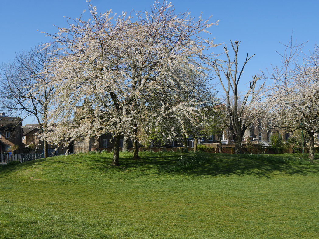 Tree in Pasley Park Walworth