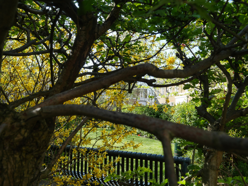 Sutherland Square Walworth - Garden