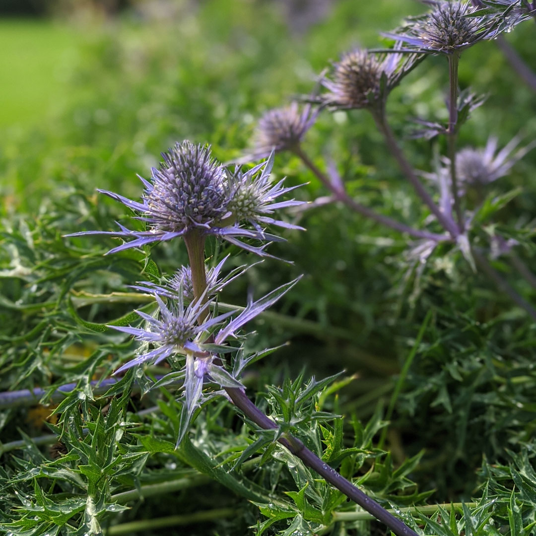 Scottish Thistle at SG Hotel and Bistro
