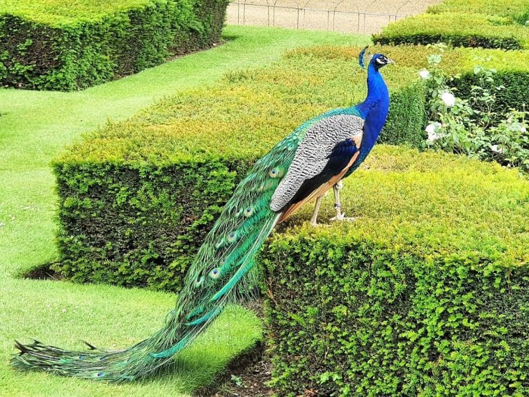 A peacock in the grounds of Warwick Castle