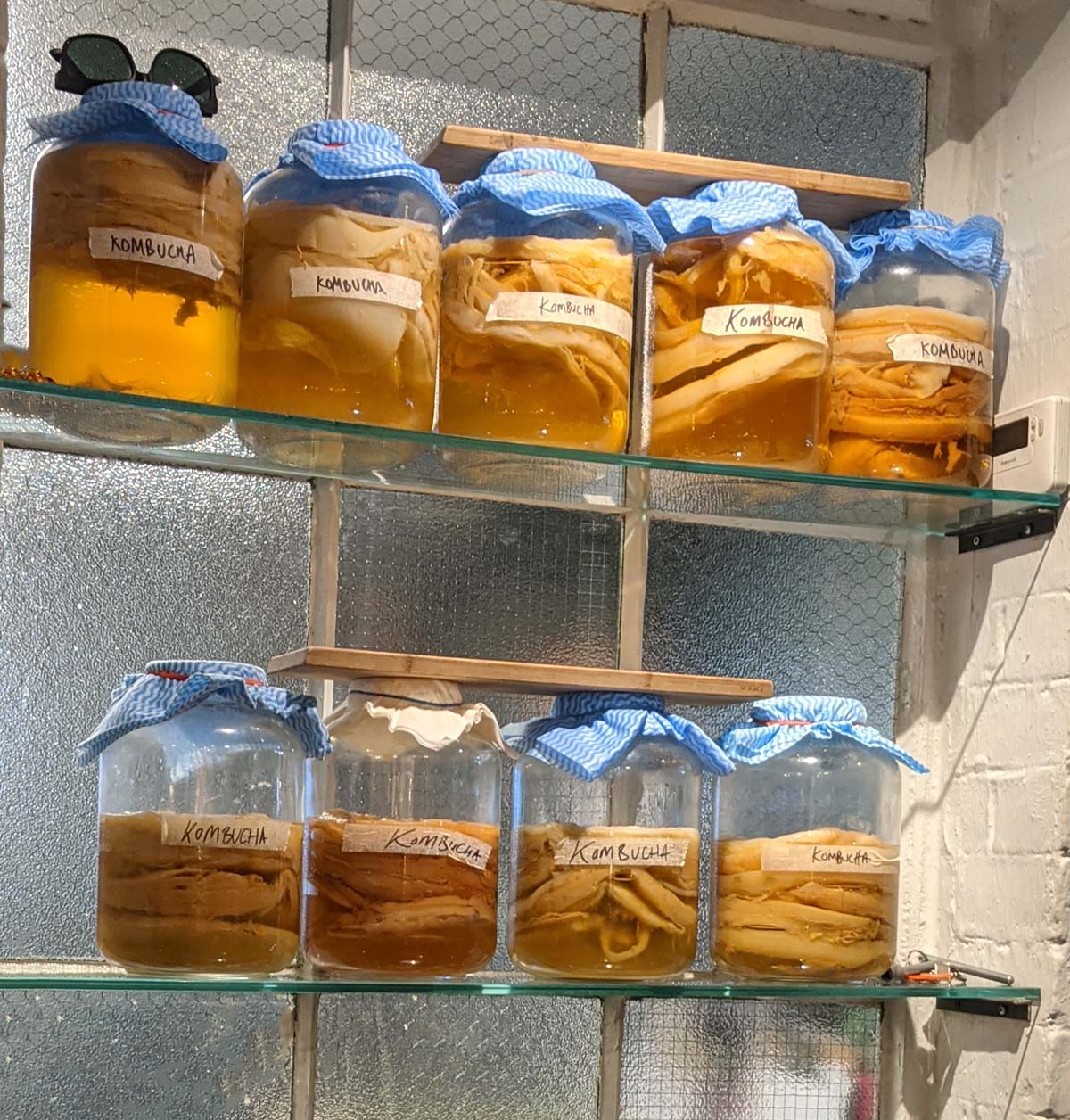 Kombucha Scobys Newcastle