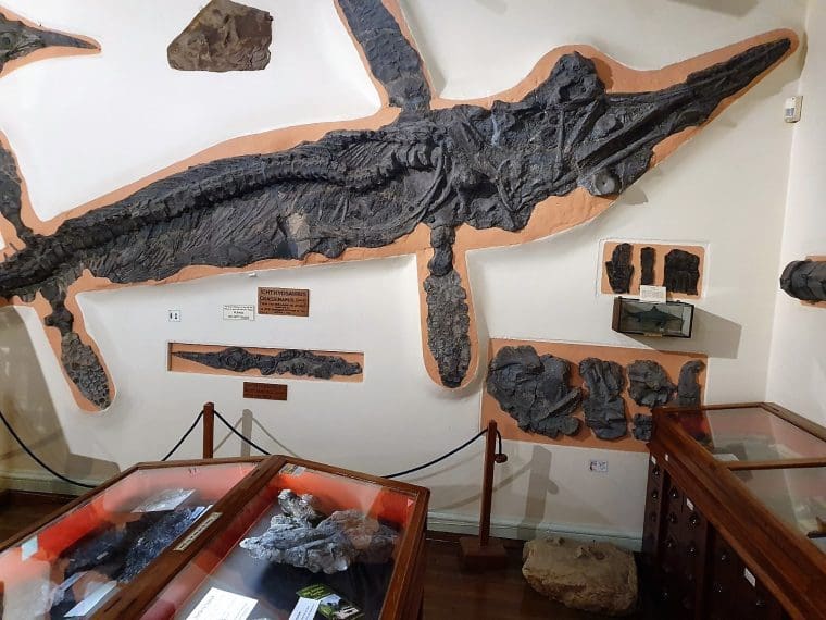 Rare dinosaur exhibit in Whitby Museum