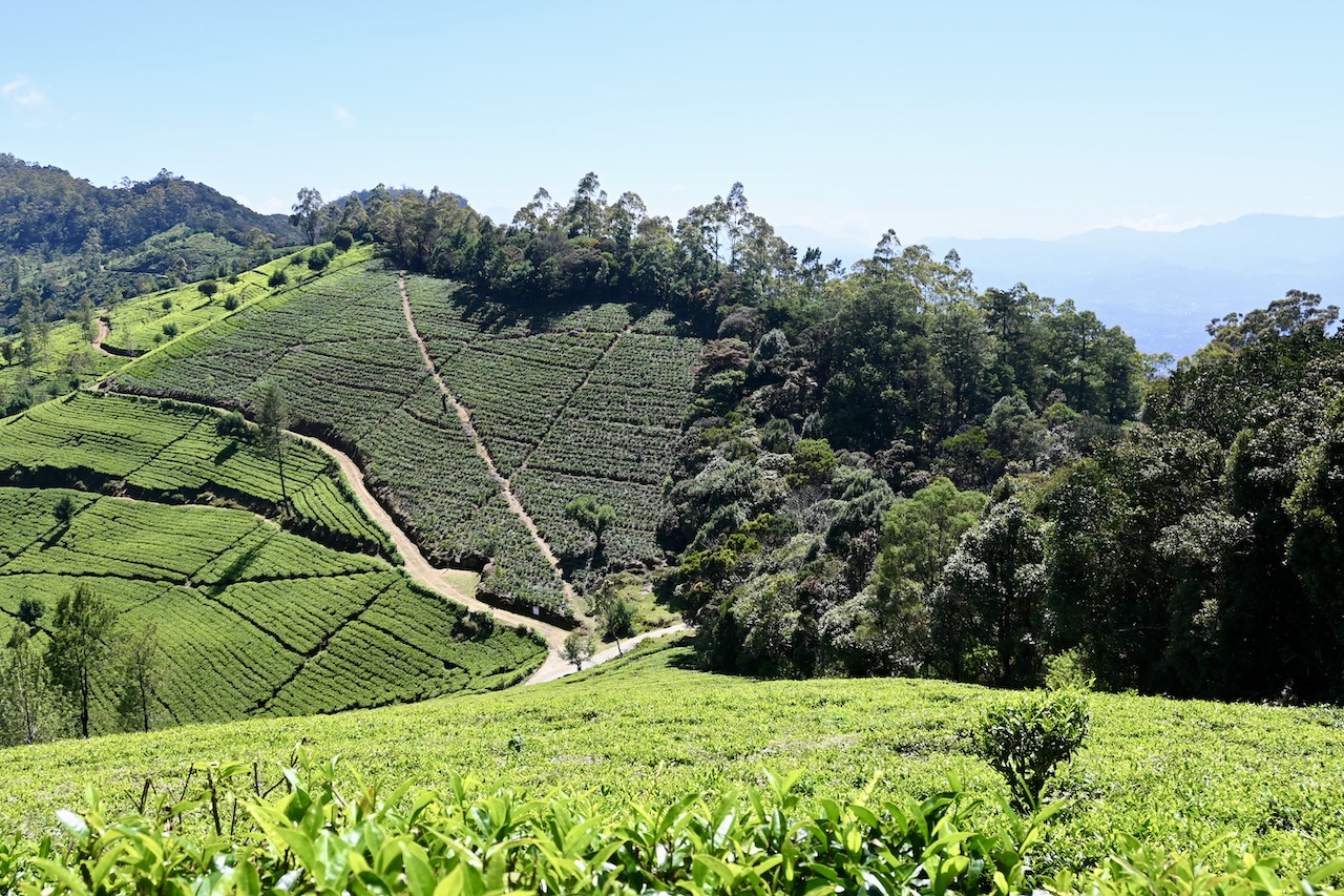 Sri Lanka tea plantations