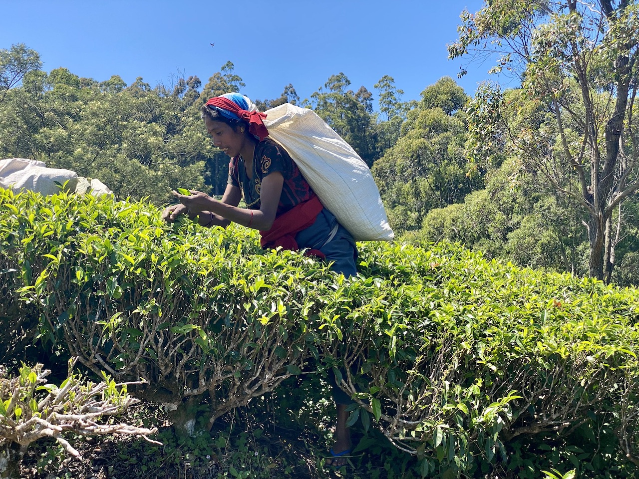 Tea plucking