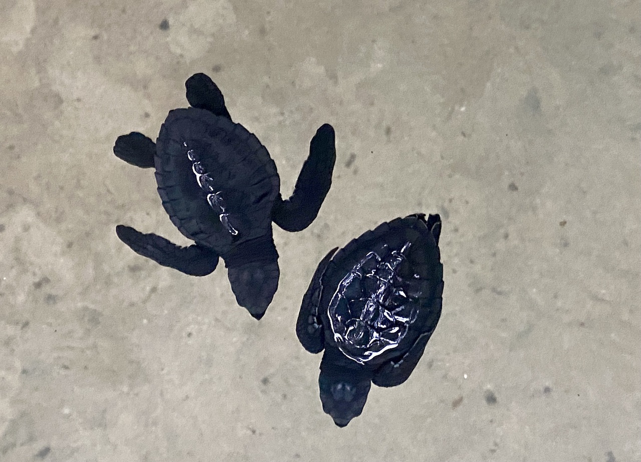 Baby turtles