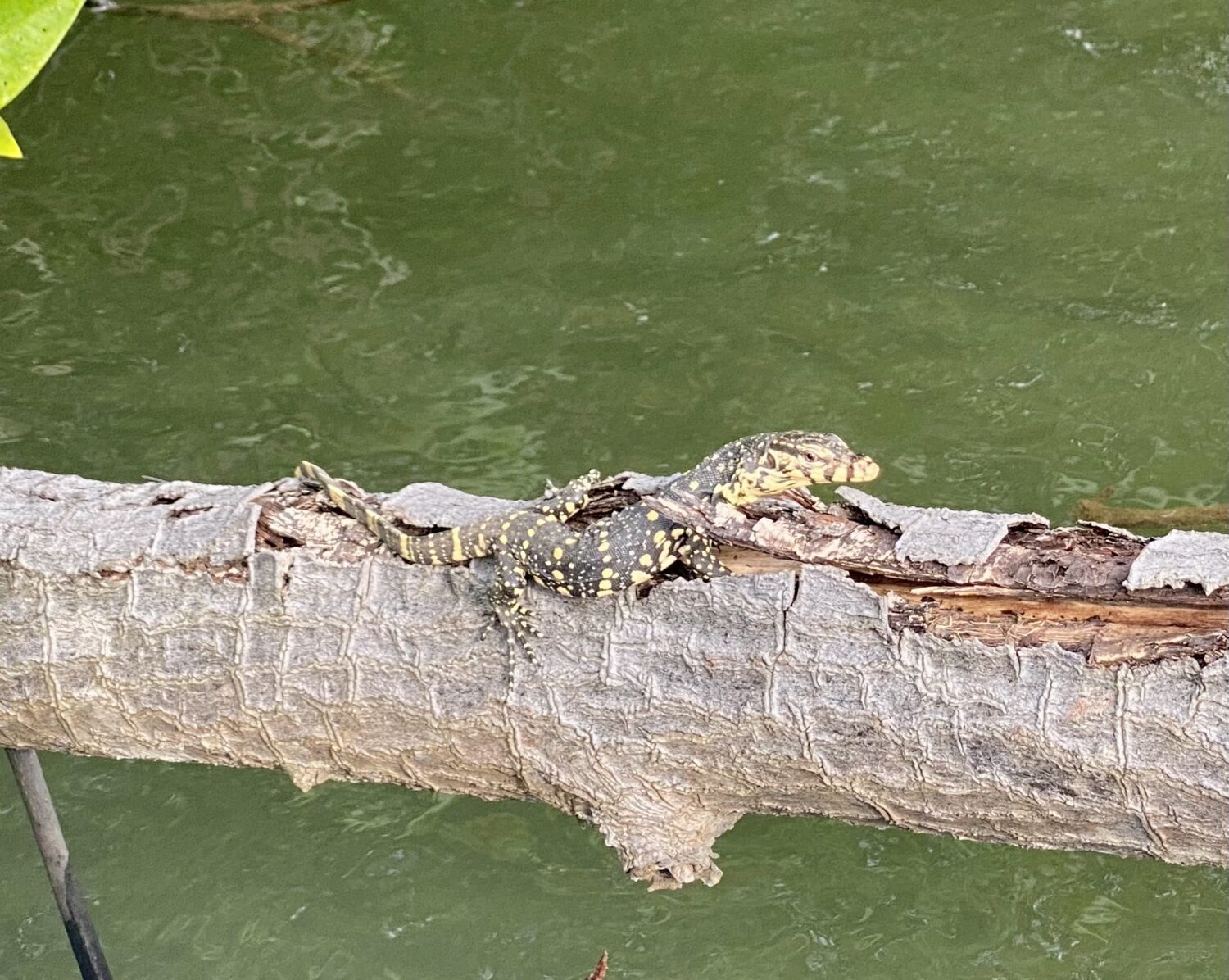 WATER IGUANA